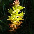 Lachenalia orchioides ssp. orchioides, Alan Horstmann [Shift+click to enlarge, Click to go to wiki entry]