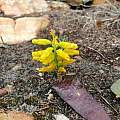 Lachenalia patentissima, Justin Hawthorne, iNaturalist, CC BY-NC