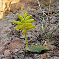 Lachenalia patentissima, Jean S, iNaturalist, CC BY-NC