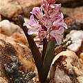 Lachenalia patula, Namaqualand, Andrew Harvie [Shift+click to enlarge, Click to go to wiki entry]