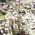 Lachenalia polyphylla, Stephen Cousins, iNaturalist,CC BY-NC