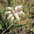 Lachenalia polyphylla, Riaan van der Walt, iNaturalist, CC BY-NC