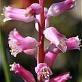 Lachenalia rosea, Andrew Harvie [Shift+click to enlarge, Click to go to wiki entry]