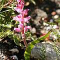 Lachenalia rosea, Andrew Harvie
