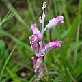 Lachenalia rosea, Caledon, Cameron McMaster