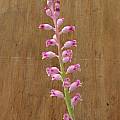 Lachenalia rosea, Kristina Van Wert