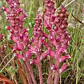 Lachenalia rosea, Napier, Cameron McMaster