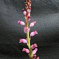 Lachenalia rosea, Bob Rutemoeller