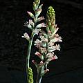 Lachenalia salteri, Mary Sue Ittner
