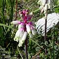 Lachenalia sargeantii, Cameron McMaster [Shift+click to enlarge, Click to go to wiki entry]