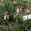 Lachenalia sargeantii, Cameron McMaster