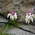Lachenalia sargeantii, Cameron McMaster