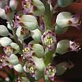 Lachenalia splendida, Nhu Nguyen