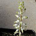 Lachenalia thomasiae, Mary Sue Ittner