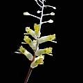 Lachenalia trichophylla, Bert Zaalberg