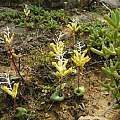 Lachenalia trichophylla, Rod Saunders