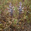 Lachenalia unifolia, Naries, Cameron McMaster [Shift+click to enlarge, Click to go to wiki entry]