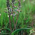 Lachenalia unifolia, Rod Saunders