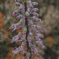 Lachenalia violacea, Namaqualand, Mary Sue Ittner