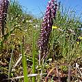 Lachenalia violacea, Nieuwoudtville, Cameron McMaster