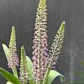 purchased as Lachenalia violacea var. glauca, Richard Sullivan 