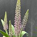 Lachenalia glauca, purchased as Lachenalia violacea var. glauca, Richard Sullivan Lachenalia glauca, purchased as Lachenalia violacea var. glauca, Richard Sullivan