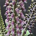 purchased as Lachenalia violacea var. glauca, Richard Sullivan almost 30 cms tall