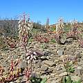 Lachenalia zebrina, Alan Horstmann