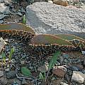 Lachenalia zebrina, Bob Rutemoeller [Shift+click to enlarge, Click to go to wiki entry]