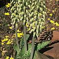 Lachenalia zebrina, Rod Saunders [Shift+click to enlarge, Click to go to wiki entry]