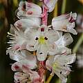 Lachenalia zeyheri, Andrew Harvie [Shift+click to enlarge, Click to go to wiki entry]