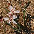 Lapeirousia arenicola, Namaqualand, Mary Sue Ittner