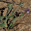 Lapeirousia jacquinii, southwestern Cape, Bob Rutemoeller