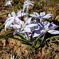 Lapeirousia montana, Cameron McMaster [Shift+click to enlarge, Click to go to wiki entry]