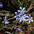 Lapeirousia montana, Middelpos, Mary Sue Ittner