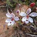 Lapeirousia verecunda, Cameron McMaster [Shift+click to enlarge, Click to go to wiki entry]