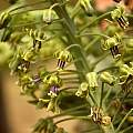 Ledebouria floribunda, Cameron McMaster