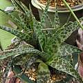 Ledebouria ovatifolia, Nhu Nguyen