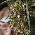 Ledebouria ovatifolia, Nhu Nguyen