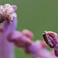 Leopoldia comosa 'plumosum', David Pilling