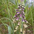 Leopoldia longipes, Gideon Pisanty Leopoldia longipes, Gideon Pisanty