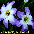 Leucocoryne hybrid, Bill Dijk