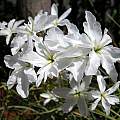 Leucocoryne ixioides white, Sheila Burrow