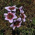 Leucocoryne purpurea flowers, Eugene Zielinski