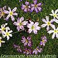 Leucocoryne vittata hybrids, Bill Dijk
