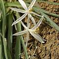 Leucocrinum montanum, Grant Co. Izee-Paulina Ln. Oregon, Mark Turner