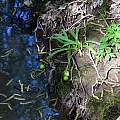 Leucojum vernum fruiting in the wild in Cerbaie, Tuscany, Italy, Gianluca Corazza