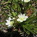 Lewisia nevadensis, Nhu Nguyen