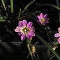 Lewisia pygmaea, Mary Sue Ittner