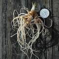 Lewisia pygmaea rootstock, Mary Sue Ittner